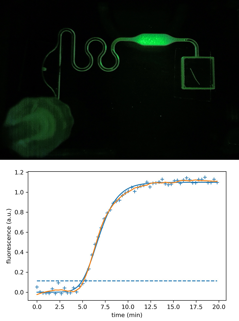 Real-time measurement using fluorescence detection